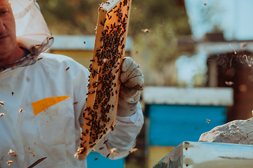 Image showing Beekeeper checking honey on the beehive frame in the field. Small business owner on apiary. Natural healthy food produceris working with bees and beehives on the apiary.