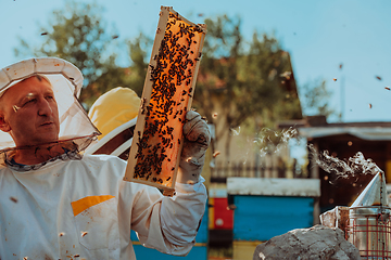 Image showing Beekeeper checking honey on the beehive frame in the field. Small business owner on apiary. Natural healthy food produceris working with bees and beehives on the apiary.