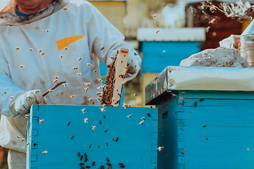 Image showing Beekeeper checking honey on the beehive frame in the field. Small business owner on apiary. Natural healthy food produceris working with bees and beehives on the apiary.