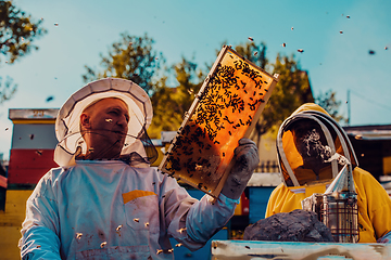 Image showing Beekeepers checking honey on the beehive frame in the field. Small business owners on apiary. Natural healthy food produceris working with bees and beehives on the apiary.