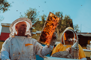 Image showing Beekeepers checking honey on the beehive frame in the field. Small business owners on apiary. Natural healthy food produceris working with bees and beehives on the apiary.