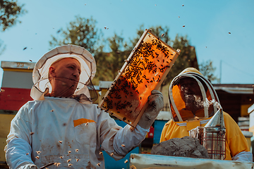 Image showing Beekeepers checking honey on the beehive frame in the field. Small business owners on apiary. Natural healthy food produceris working with bees and beehives on the apiary.