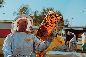 Image showing Beekeepers checking honey on the beehive frame in the field. Small business owners on apiary. Natural healthy food produceris working with bees and beehives on the apiary.