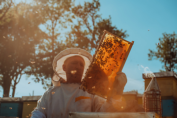 Image showing Beekeeper checking honey on the beehive frame in the field. Small business owner on apiary. Natural healthy food produceris working with bees and beehives on the apiary.
