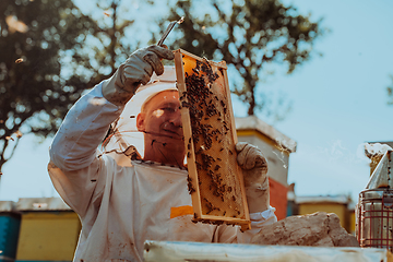 Image showing Beekeeper checking honey on the beehive frame in the field. Beekeeper on apiary. Beekeeper is working with bees and beehives on the apiary.