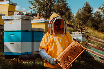 Image showing Beekeeper checking honey on the beehive frame in the field. Small business owner on apiary. Natural healthy food produceris working with bees and beehives on the apiary.