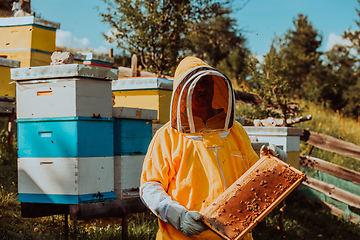 Image showing Beekeeper checking honey on the beehive frame in the field. Small business owner on apiary. Natural healthy food produceris working with bees and beehives on the apiary.