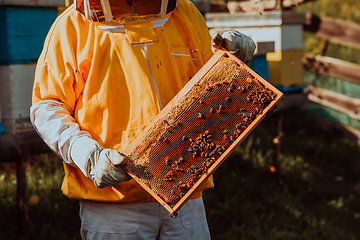 Image showing Beekeeper checking honey on the beehive frame in the field. Small business owner on apiary. Natural healthy food produceris working with bees and beehives on the apiary.