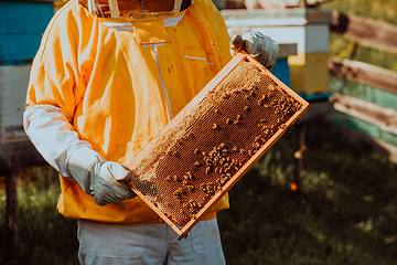 Image showing Beekeeper checking honey on the beehive frame in the field. Small business owner on apiary. Natural healthy food produceris working with bees and beehives on the apiary.