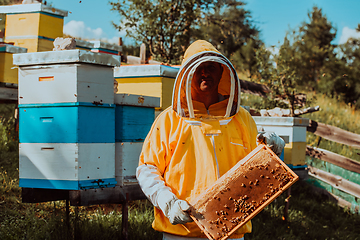 Image showing Beekeeper checking honey on the beehive frame in the field. Small business owner on apiary. Natural healthy food produceris working with bees and beehives on the apiary.