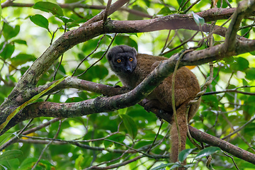 Image showing female of white-headed lemur Madagascar wildlife