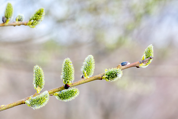 Image showing pussy-willow holiday, spring background