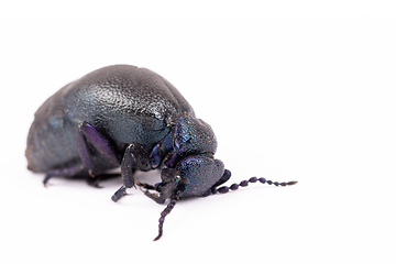 Image showing poisonous violet oil beetle isolated on white