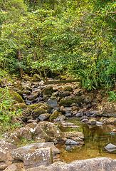 Image showing primary rainforest jungle Madagascar