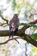 Image showing Black kite, Ethiopia safari wildlife