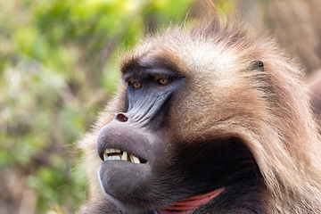 Image showing endemic Gelada in Simien mountain, Ethiopia