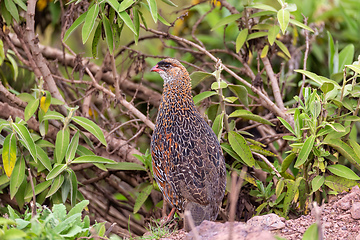 Image showing bird Chestnut-naped Francolin Ethiopia wildlife