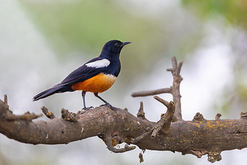 Image showing Mocking Cliff Chat in Ethiopia, Africa wildlife