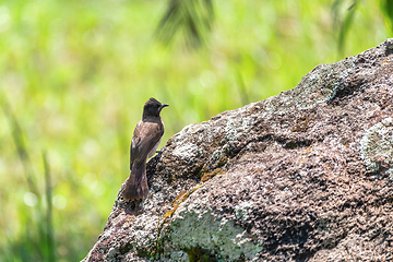 Image showing bird common bulbul Ethiopia Africa safari wildlife