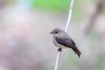 Image showing African dusky flycatcher, Ethiopia Africa wildlife