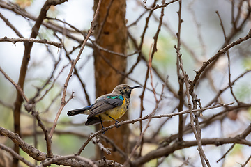 Image showing bird variable sunbird, Ethiopia Africa safari wildlife