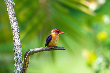 Image showing ird African pygmy kingfisher, Ethiopia Africa wildlife