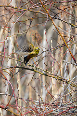 Image showing Bird European greenfinch in the nature