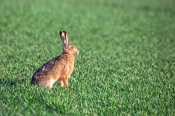 Image showing wild rabbit, European hare, europe wildlife