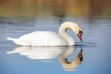 Image showing Wild bird mute swan in spring on pond