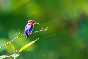 Image showing ird African pygmy kingfisher, Ethiopia Africa wildlife