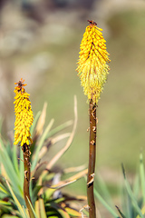 Image showing flower of Kniphofia foliosa, Bale Mountains, Ethiopia