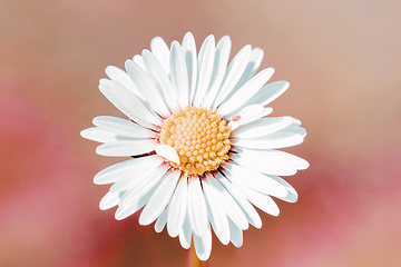 Image showing daisy flower with shallow focus