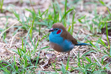 Image showing bird red-cheeked cordon-bleu, Gondar, Ethiopia Africa wildlife