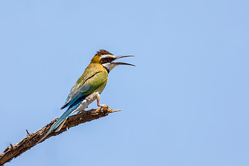 Image showing bird White-throated Bee-eater Ethiopia wildlife