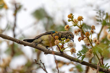 Image showing bird variable sunbird, Ethiopia Africa safari wildlife