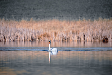 Image showing Wild bird mute swan in spring on pond