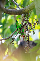 Image showing bird black-winged lovebird, thiopia Africa wildlife