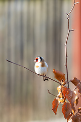 Image showing small European goldfinch in bird feeder