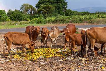 Image showing Ethiopian cattle eats mango at the dump, Ethiopia