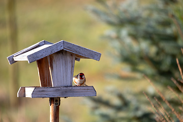 Image showing small European goldfinch in bird feeder