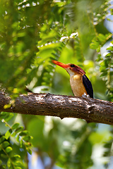 Image showing ird African pygmy kingfisher, Ethiopia Africa wildlife