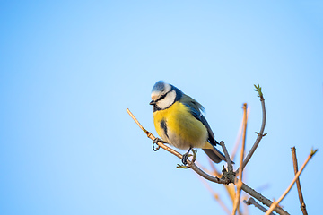 Image showing Eurasian blue tit in the nature