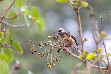 Image showing Speckled mousebird, Ethiopia wildlife