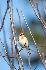 Image showing small European goldfinch in bird feeder