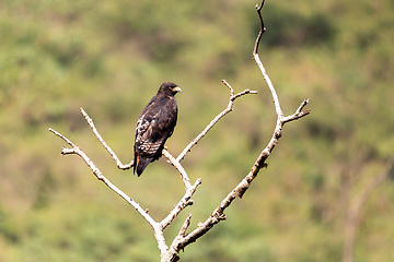 Image showing bird of prey Augur buzzard Ethiopia Africa wildlife