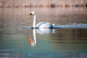 Image showing Wild bird mute swan in spring on pond