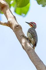 Image showing bird Nubian woodpecker Ethiopia Africa safari wildlife