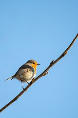 Image showing bird European Robin Red Breast