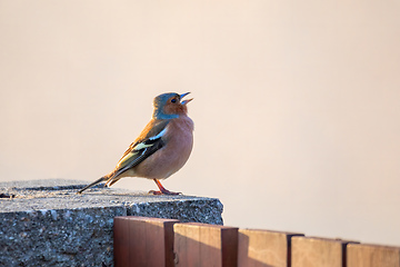 Image showing small beautiful bird, common chaffinch