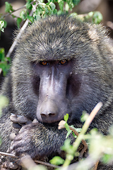 Image showing monkey Olive baboon Ethiopia, Africa safari wildlife